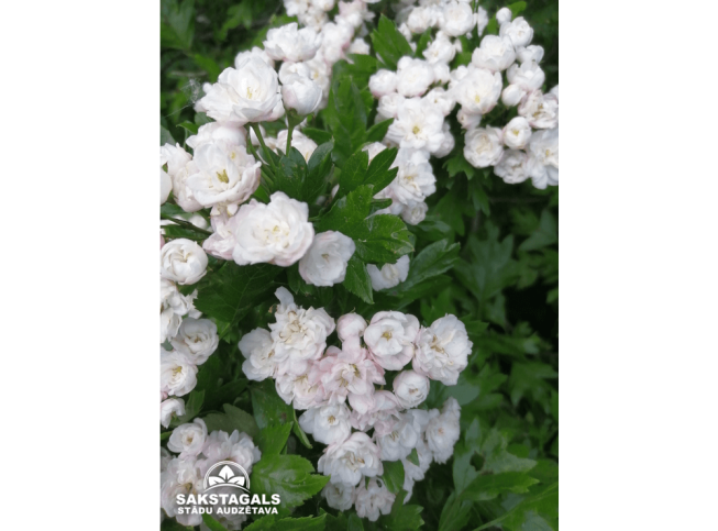 Crataegus × mordenensis   'Toba'
